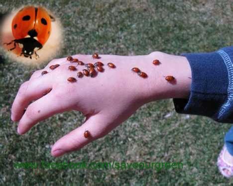 Ladybugs, and it's interesting fact! - Save Our Green