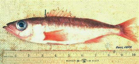 ODFW Finfish Species - Rockfish