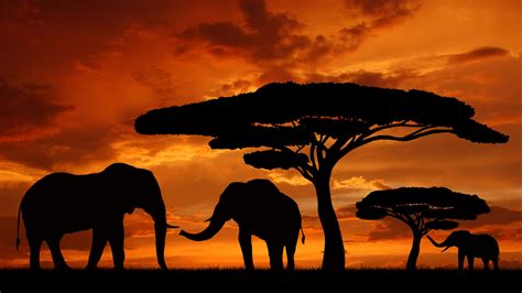 Africa Continent Wallpaper