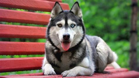 Top 10 Most Beautiful Dog Breeds in the World - YouTube