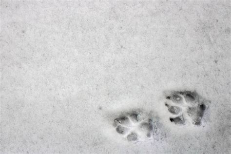 Skunk Footprints In Snow