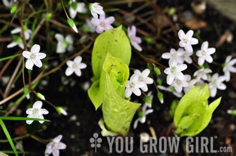 Planting Combination: Chartreuse Hosta and Pink ‘Spring Beauty’ – You Grow Girl