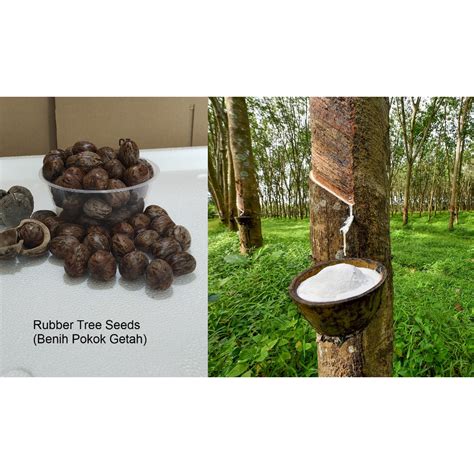 10 biji Rubber Tree Seeds - Benih Pokok Getah | Shopee Malaysia