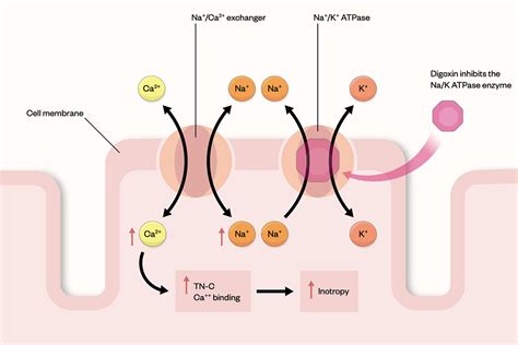 Digoxin monitoring and toxicity management - The Pharmaceutical Journal