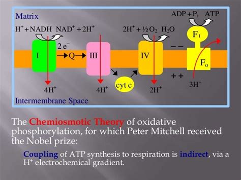 Chemiosmotic theory