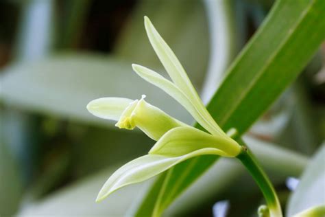 Vanilla Orchid Care – How To Grow Vanilla Bean Orchids