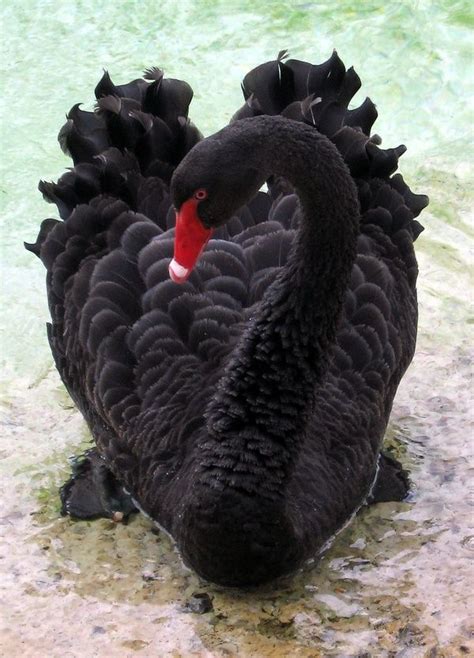 Beautiful Black Swan Pretty Birds, Love Birds, Beautiful Birds, Animals ...