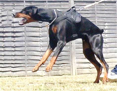 Why Doberman Pinscher Are Controversial - HubPages