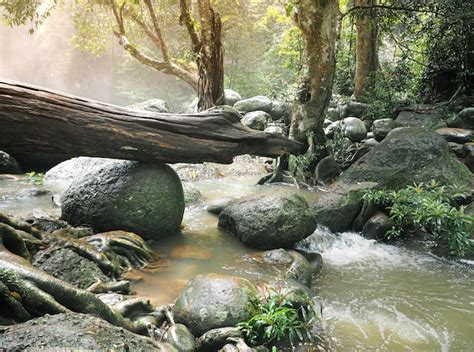 Premium Photo | Natural beauty of tropical forest in thailand.