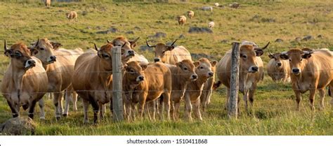 901 Aubrac Stock Photos, Images & Photography | Shutterstock