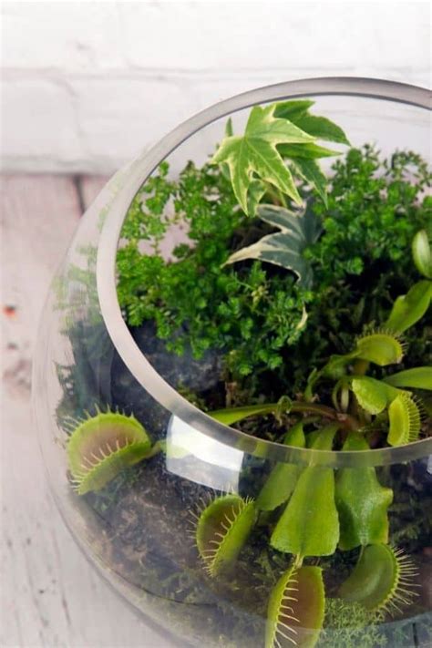 How to Make a DIY Venus Flytrap Terrarium (Will it Work?) - Terrarium Tribe