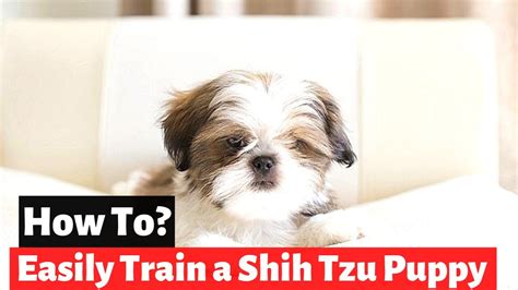 How to Train your Shih Tzu puppy at Home Fast and Easy? - YouTube