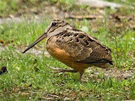 American Woodcock, Identification, All About Birds - Cornell Lab of Ornithology