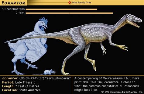 Eoraptor is thought to be close in appearance to the common ancestor of all dinosaurs ...