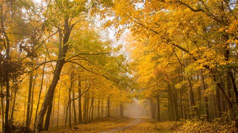 Indiana fall foliage can be seen at forests, parks