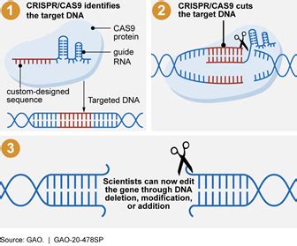 CRISPR Prime Editing: The Next Step in Gene Editing | by Ishaan ...