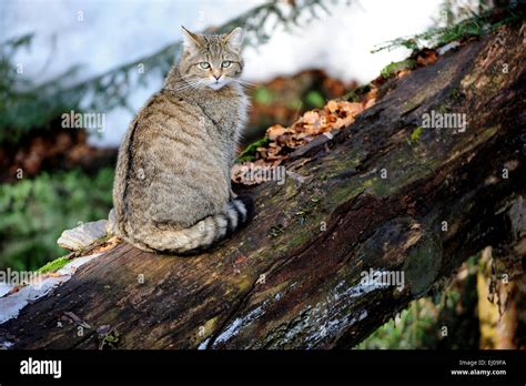 Wildcat, animal, Germany, Europe, predatory game, predator, predators ...