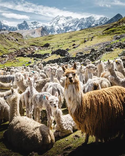 The Ultimate Guide to Exploring the Peruvian Andes