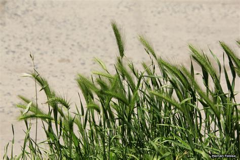 Flora Bonaerense: Cebadilla (Hordeum murinum)