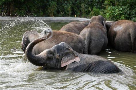 29 Elephants Rescued From Circuses and Rehabilitated Following PETA India and FIAPO Campaigns ...