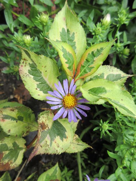 Dreary Day With Ample Color! - Rotary Botanical Gardens