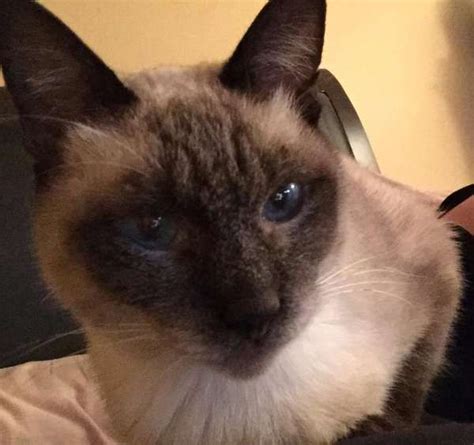 Siamese Available | Siamese rescue, Siamese, Siamese cats