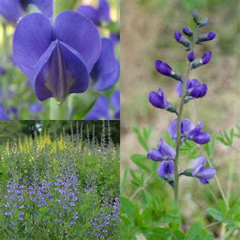 Seeds for Planting, Baptisia Australis Var. Minor Seeds, Dwarf Blue ...