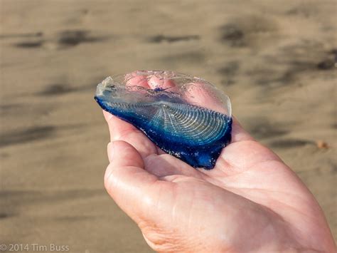 Blue Jellyfish Litter Malibu Shoreline - Canyon News