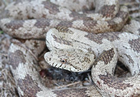 Couleuvre obscure de l'Est - Guide d'identification des serpents de Floride | Blogs Network