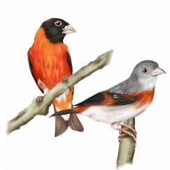 Red Siskin male (left) and female (right), from Audubon de Venezuela... | Download Scientific ...