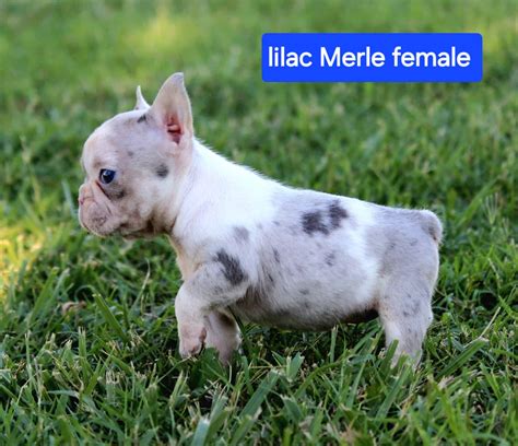 French Bulldog puppies | PetClassifieds.com