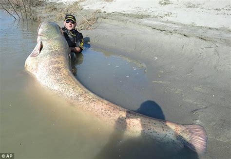 Giant 8ft 9in catfish weighing 19 stone caught in Italy | Daily Mail Online