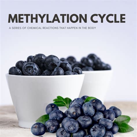 An Overview of the Methylation Cycle - Valimenta