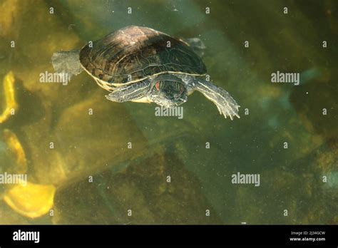 River turtle in the habitat. Turtle in the water and on wooden platforms Stock Photo - Alamy