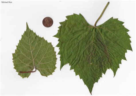 Vitis riparia (riverbank grape) at Midwestnaturalist.Com