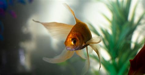 Goldfish in Water · Free Stock Photo