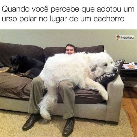 50 memes engraçados para alegrar a sua semana em 2020 | Dogue alemão, Memes engraçados, Memes