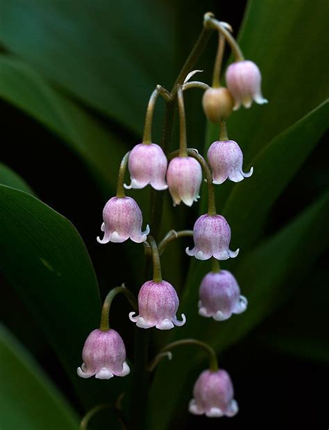 Elegant Purple Lily of the Valley