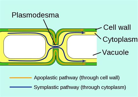 Plasmodesma | Cell wall, Biology, Ap biology