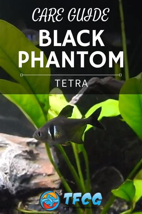 Black Phantom Tetra Care: Size, Life Span, Tank Mates, Breeding