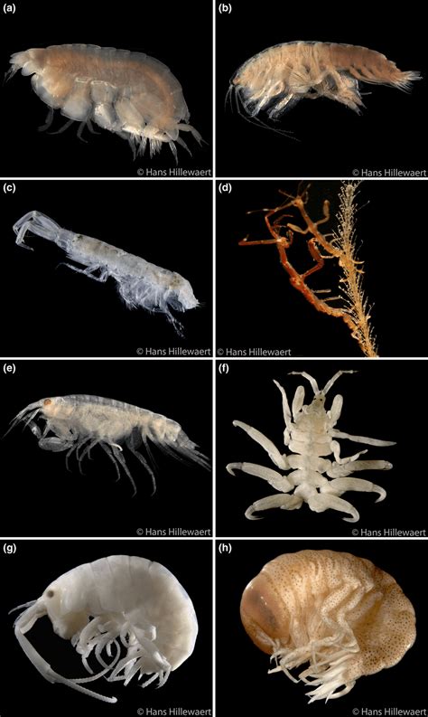 What’s in a name? A review of cryptic species and species concepts ...