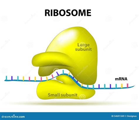 Ribosome stock vector. Illustration of science, occurs - 54691349