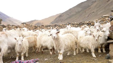 Cashmere Goats: Breeds, Characteristics, Care and Tips