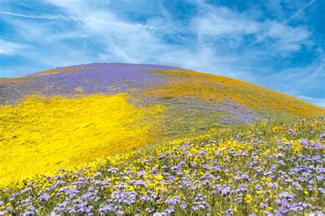 Wildflowers at Carrizo Plain National Monument | Smithsonian Photo Contest | Smithsonian Magazine