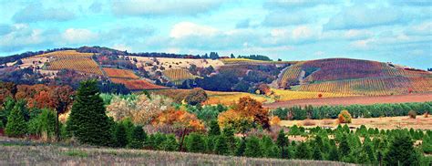 Yamhill Valley Vineyards Photograph by Margaret Hood - Fine Art America