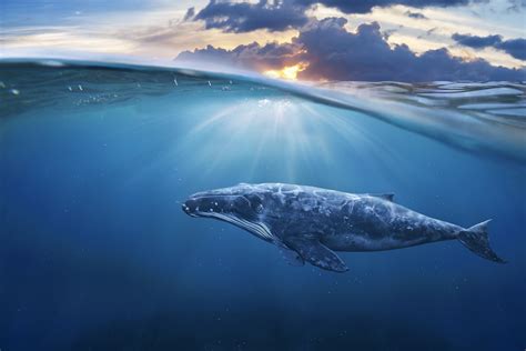 Observer les baleines à La Réunion - Elite Tour Réunion