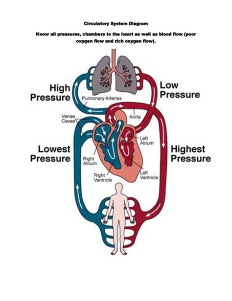 Circulatory System: Through external respirtaion, a gas exchange occurs ...