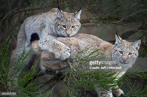 363 Lynx Cub Stock Photos, High-Res Pictures, and Images - Getty Images