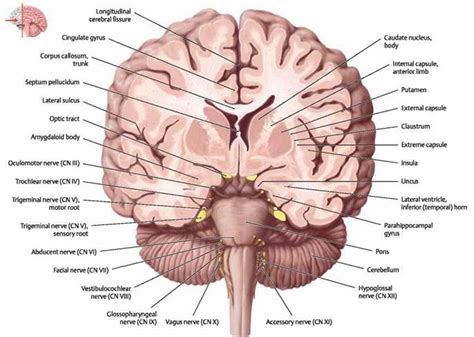 Sectional Anatomy of the Brain - Atlas of Anatomy. Head and ...