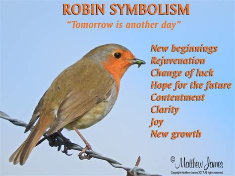 A Light In The Darkness: Robin Red Breast Symbolism